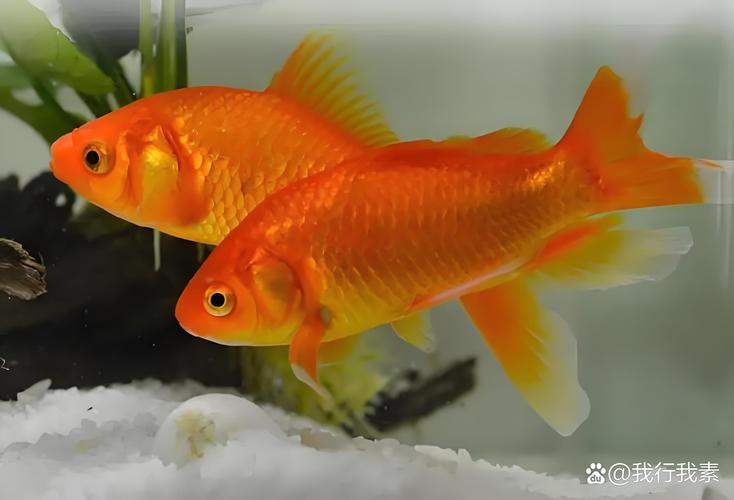 草金鱼自己会繁殖吗?——家庭观赏鱼繁殖全流程技术指导 3. 操作流程与关键节点控制