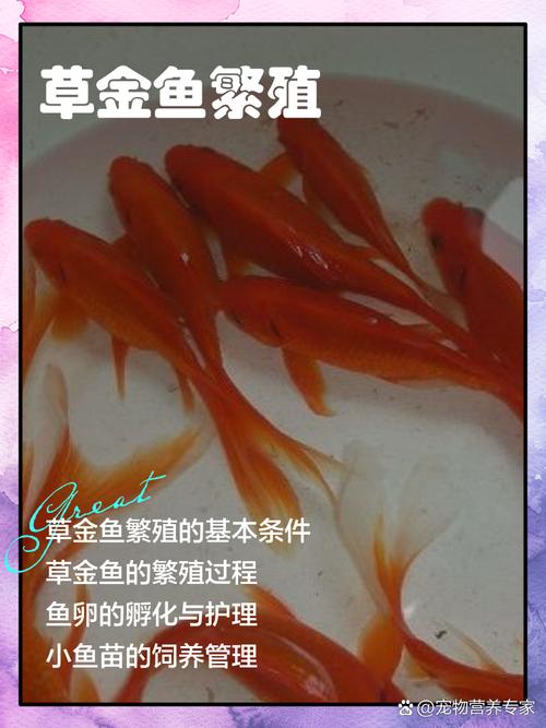 草金鱼自己会繁殖吗?——家庭观赏鱼繁殖全流程技术指导 结论