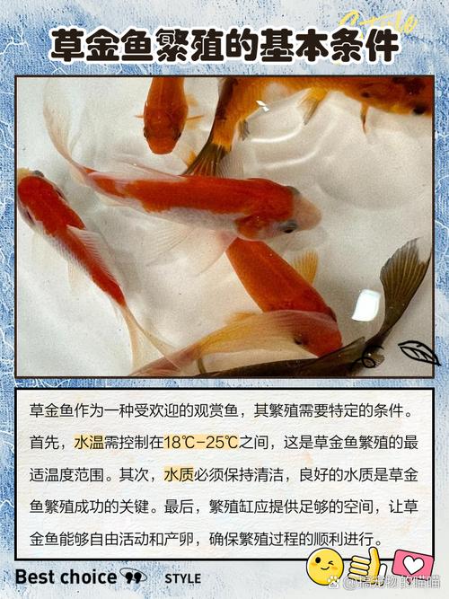 草金鱼自己会繁殖吗?——家庭观赏鱼繁殖全流程技术指导 5. 鱼苗管理指南与移栽决策