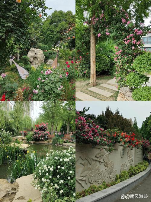 新区花卉市场在哪里?月季选购与养护全攻略 月季品种基础档案