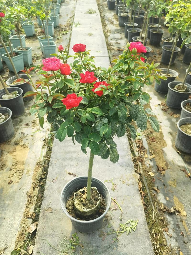 新区花卉市场在哪里?月季选购与养护全攻略 修剪促花系统指导