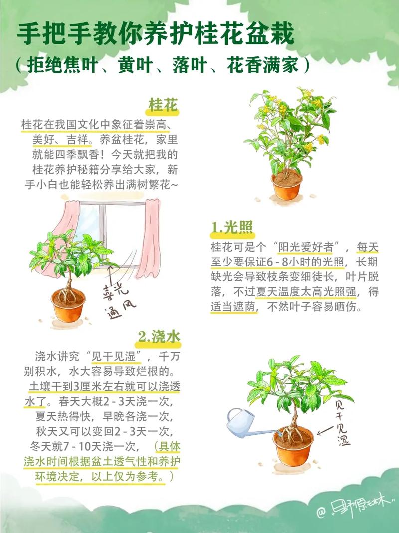 桂花地栽全流程指南:从选时到缓苗,7步搞定高成活率 三、栽前处理