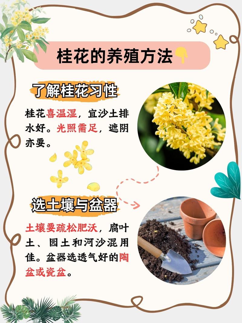 桂花地栽全流程指南:从选时到缓苗,7步搞定高成活率 五、浇定根水