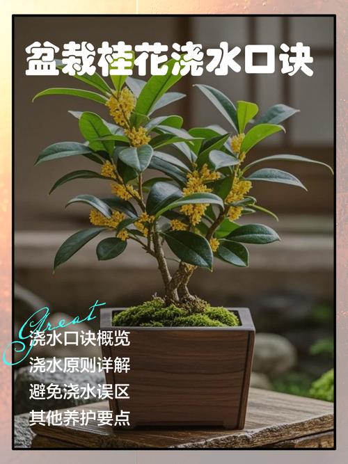 桂花地栽全流程指南:从选时到缓苗,7步搞定高成活率 七、成活注意事项