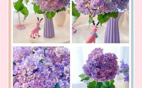 如何使绣球花变色——从土壤酸碱度到花色调控的完整操作指南