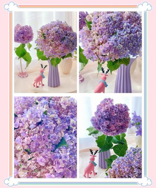 如何使绣球花变色——从土壤酸碱度到花色调控的完整操作指南