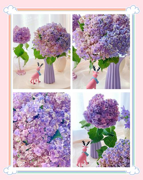 如何使绣球花变色——从土壤酸碱度到花色调控的完整操作指南 如何使绣球花变色——从土壤酸碱度到花色调控的完整操作指南