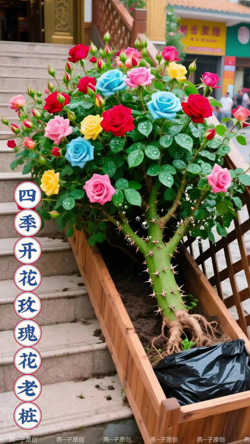 什么样的花四季开花还好养?2026年家庭园艺首选5种“开花机器”全攻略 不开花不结果常见原因与解决