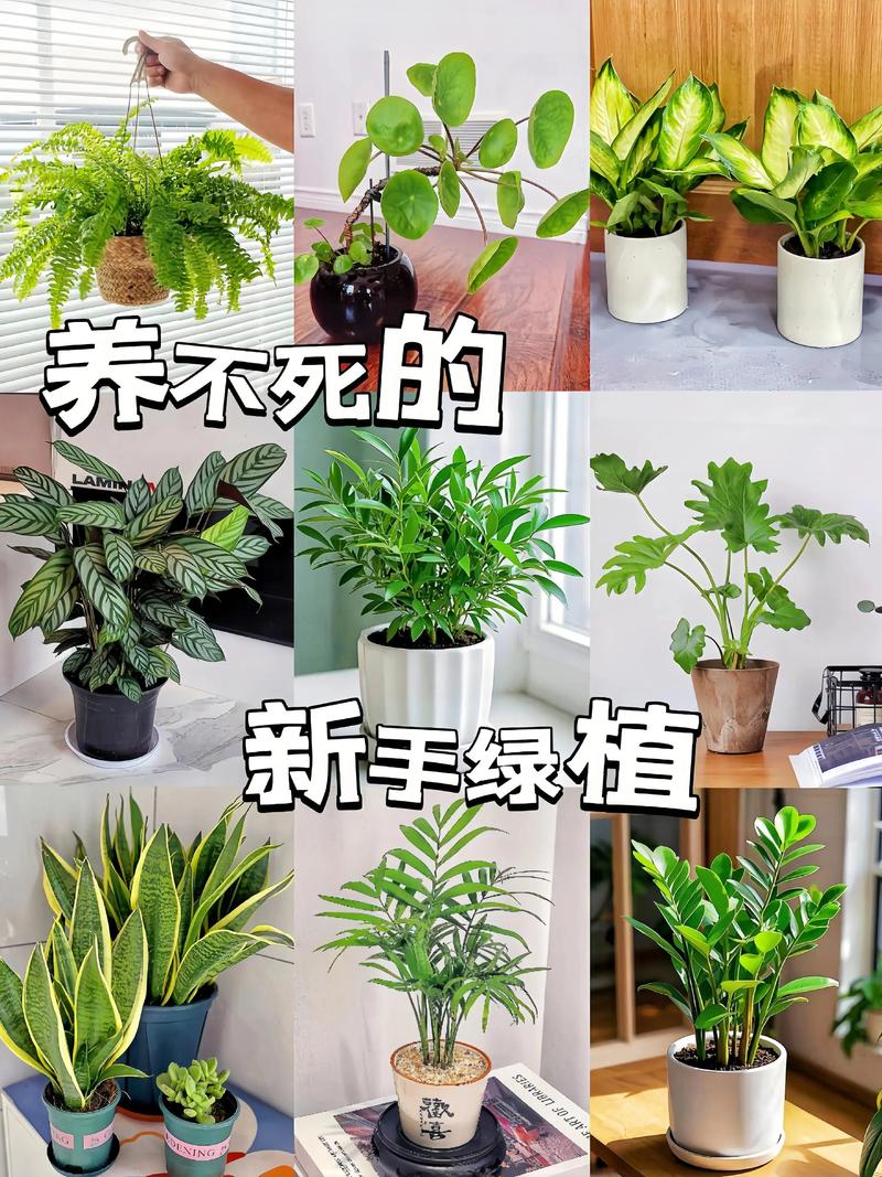 室内养花选什么?为你推荐3种皮实又漂亮的绿植 一、绿萝(Epipremnum aureum)