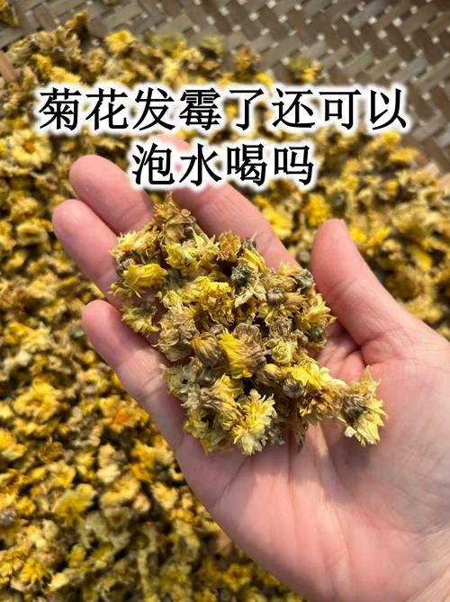 菊花放久了还能泡水吗?安全食用指南与保存建议 二、药用常识(仅供了解,不可自行用药)