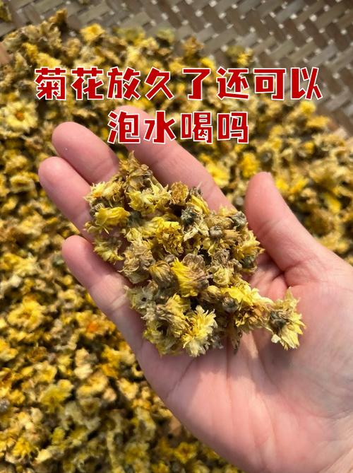 菊花放久了还能泡水吗?安全食用指南与保存建议 一、食用常识:菊花放多久才算“放久了”?