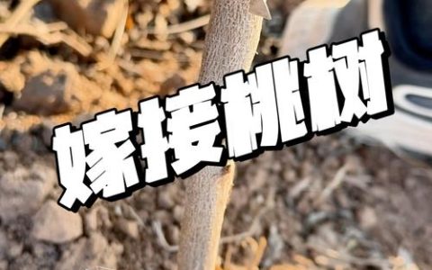 架接桃树怎么嫁接？春季最佳时间、操作步骤与成活率提升全攻略