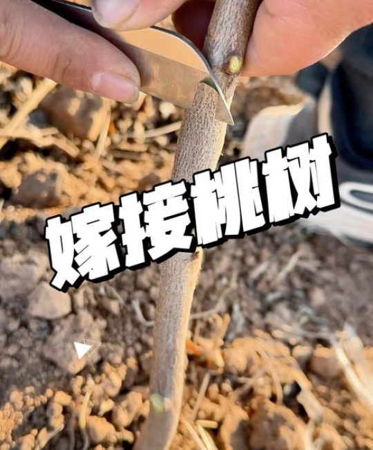 架接桃树怎么嫁接？春季最佳时间、操作步骤与成活率提升全攻略