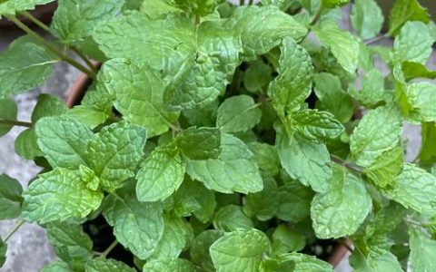 春花用什么土种植最好？这份土壤指南让你一栽就活
