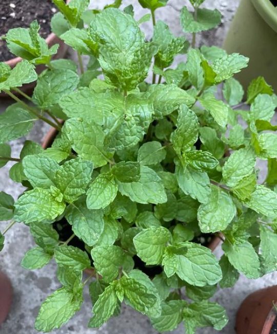 春花用什么土种植最好？这份土壤指南让你一栽就活