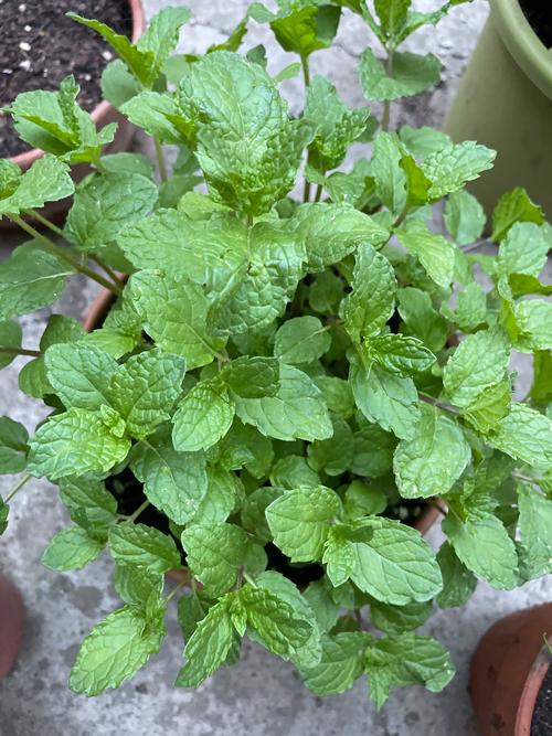 春花用什么土种植最好?这份土壤指南让你一栽就活 春花用什么土种植最好?这份土壤指南让你一栽就活