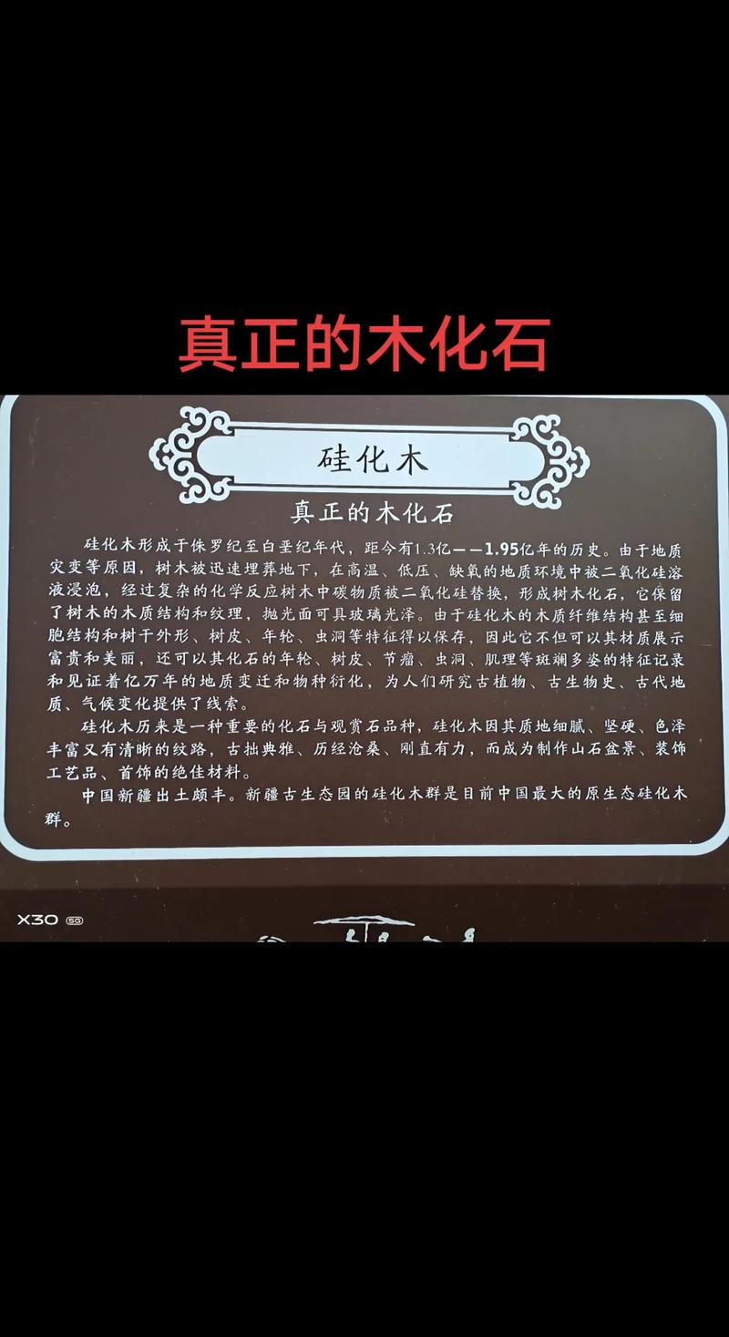 树根化石值多少钱?2025年最新价格参考 综合价格参考表(含多个因素)
