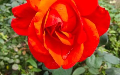 天津市的市花是什么花？——天津市市花月季的百科介绍