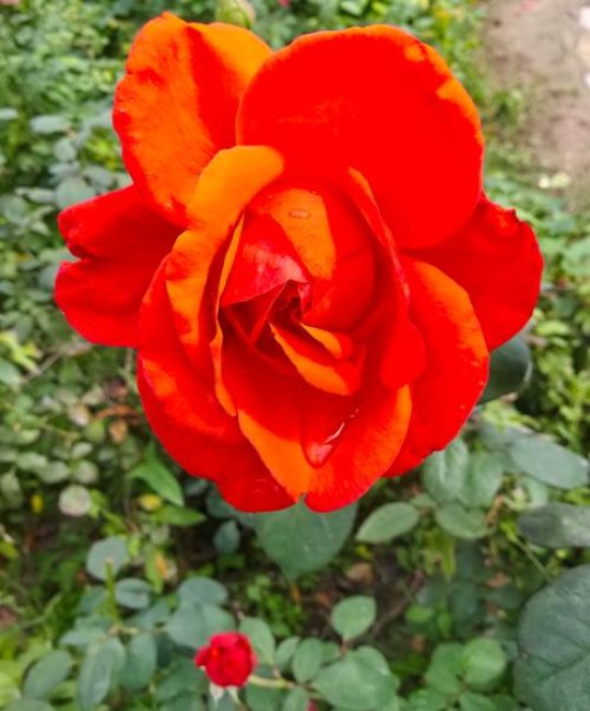 天津市的市花是什么花？——天津市市花月季的百科介绍