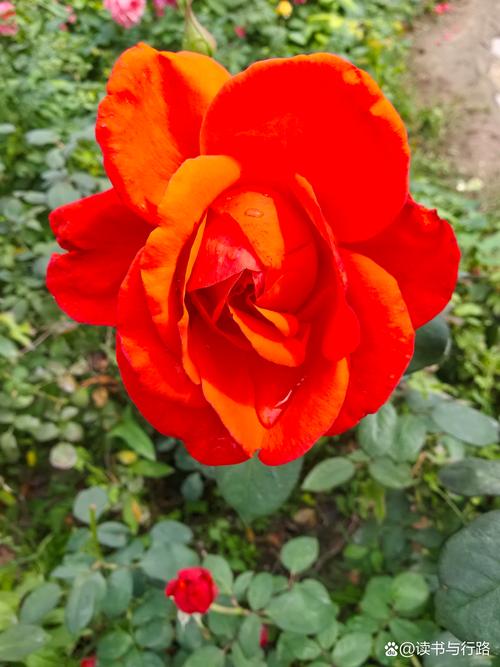 天津市的市花是什么花?——天津市市花月季的百科介绍 天津市的市花是什么花?——天津市市花月季的百科介绍