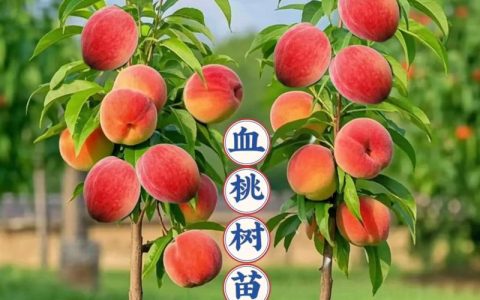 2026年高端桃树品种推荐：十大最贵品种价格与种植指南