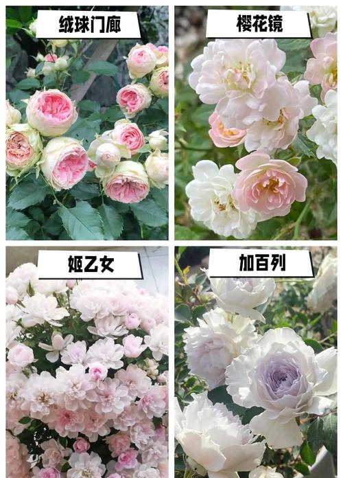 玫瑰花和月季花哪个好?6大维度对比帮你轻松选择 场景化选择建议