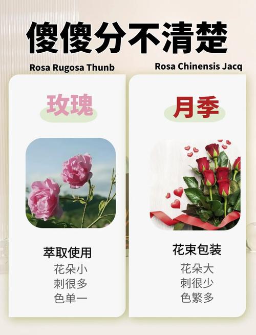 玫瑰花和月季花哪个好?6大维度对比帮你轻松选择 最终结论:玫瑰还是月季?