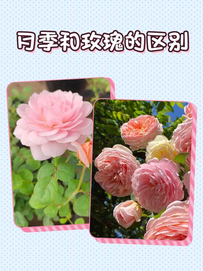 玫瑰花和月季花哪个好?6大维度对比帮你轻松选择 常见误区纠正