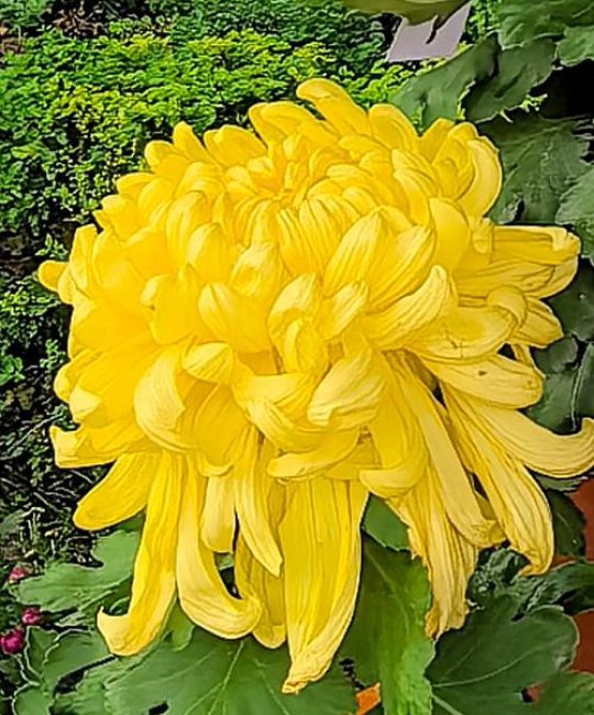 河南什么菊花出名？一文看懂开封菊花的名品与赏菊攻略