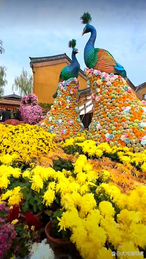 河南什么菊花出名?一文看懂开封菊花的名品与赏菊攻略 常见问题
