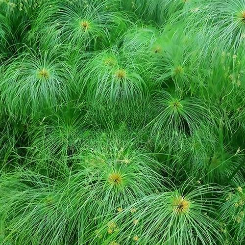 黄菖蒲种子和种苗价格参考(2026年) 数量因素:批发量级决定最终单价