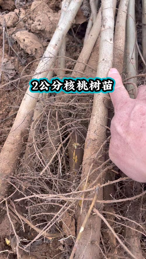 1米以上核桃树苗多少钱?2026年价格参考与选购指南 采购质量判断:一看嫁接口,二看根系,三看苗龄