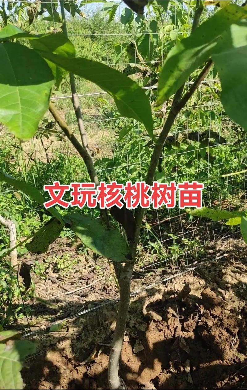 1米以上核桃树苗多少钱?2026年价格参考与选购指南 常见问题FAQ