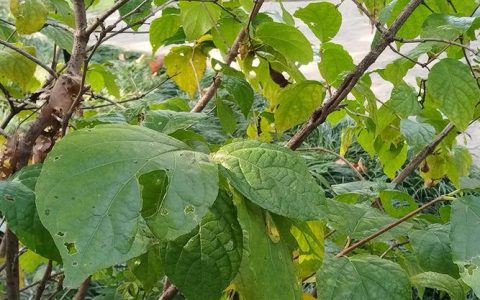 腊梅嫁接砧木科学选择指南：本砧、狗牙蜡梅还是夏蜡梅？