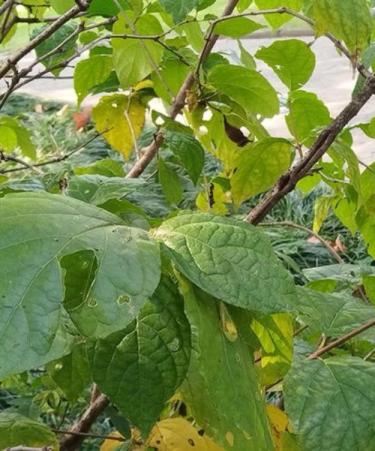 腊梅嫁接砧木科学选择指南：本砧、狗牙蜡梅还是夏蜡梅？