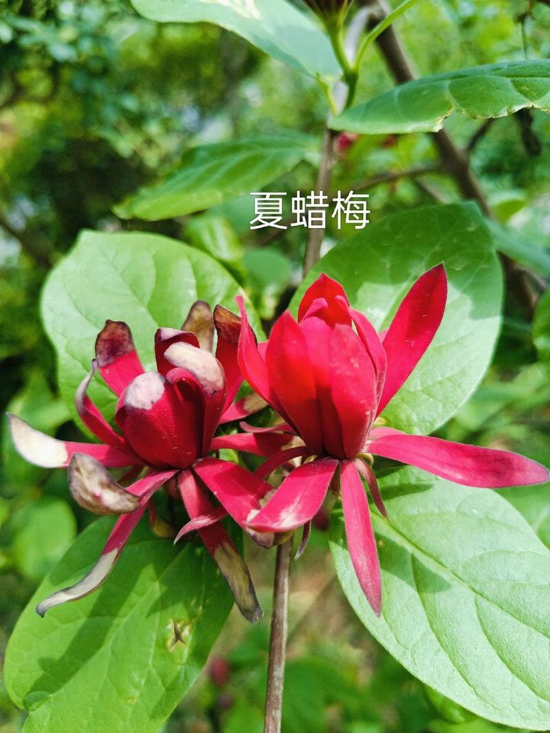 腊梅嫁接砧木科学选择指南:本砧、狗牙蜡梅还是夏蜡梅? 四、成活率影响因素与失败案例解析