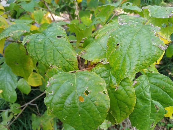腊梅嫁接砧木科学选择指南:本砧、狗牙蜡梅还是夏蜡梅? 二、砧木培育关键技术参数