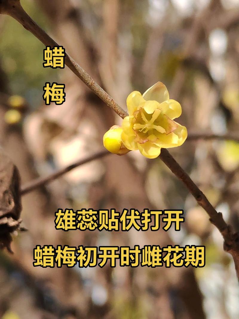腊梅嫁接砧木科学选择指南:本砧、狗牙蜡梅还是夏蜡梅? 五、移栽决策与幼苗管理