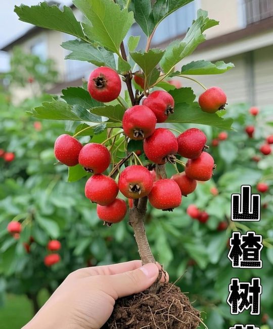 山楂树叶子识别与优质苗木选购全攻略