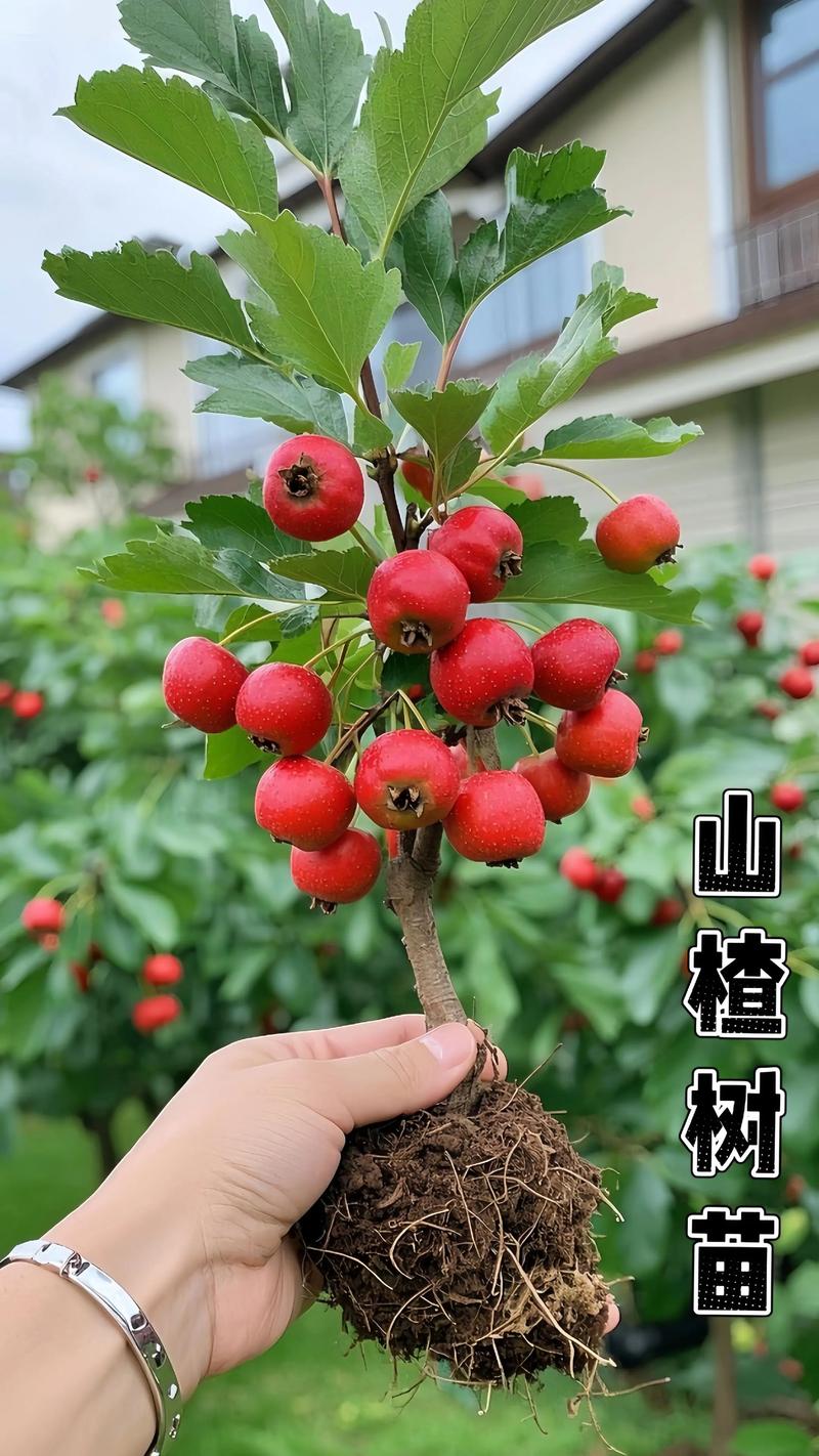 山楂树叶子识别与优质苗木选购全攻略 山楂树叶子是识别品种与健康状态的第一道窗口
