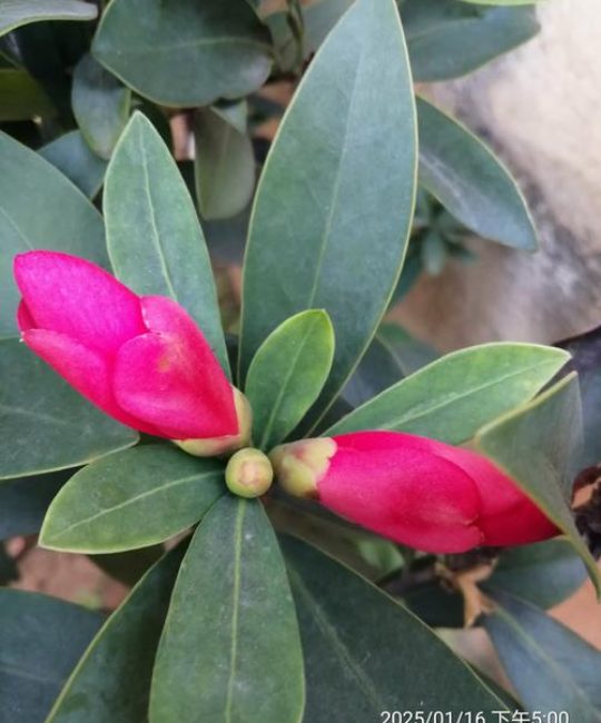 杜鹃花叶子可以喷水吗？90%花友都做错了，这些细节最关键