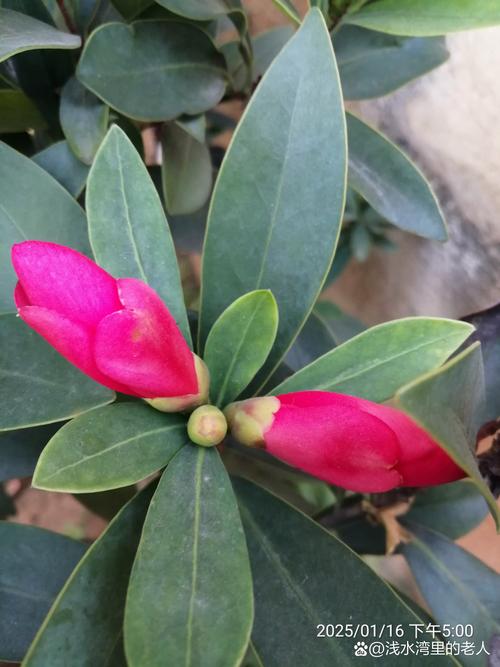 杜鹃花叶子可以喷水吗?90%花友都做错了,这些细节最关键 一、杜鹃花对湿度的真实需求