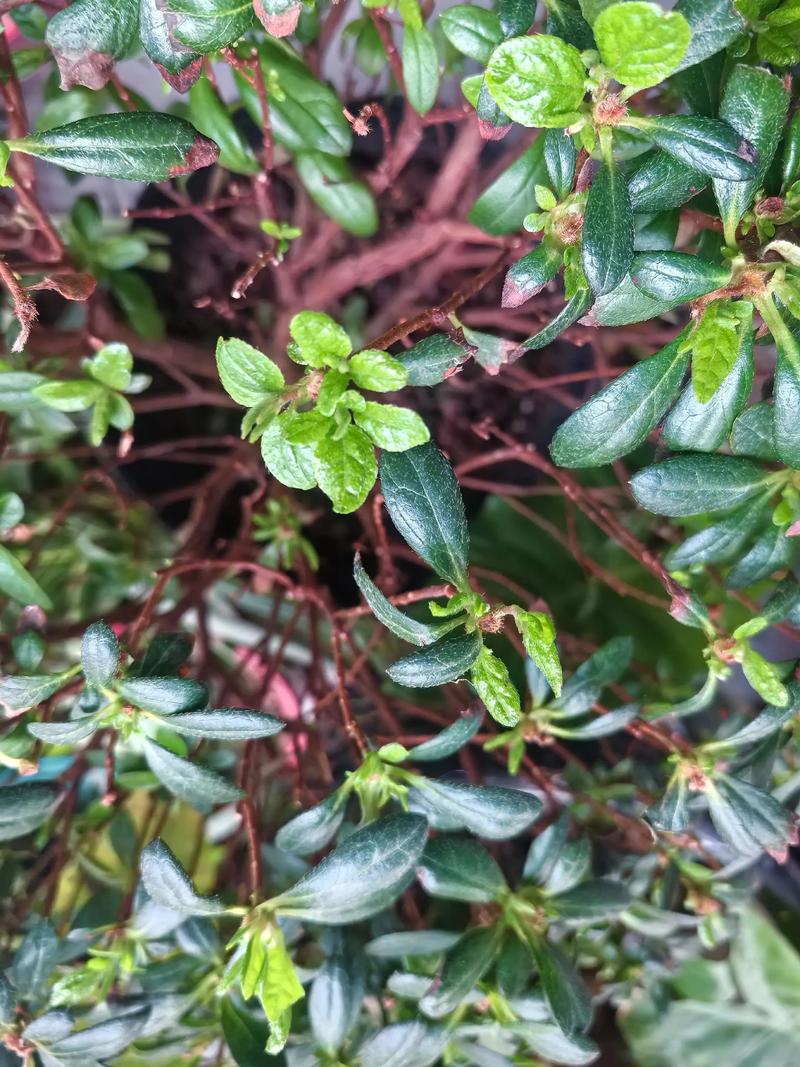 杜鹃花叶子可以喷水吗?90%花友都做错了,这些细节最关键 二、喷水的好处:值得肯定