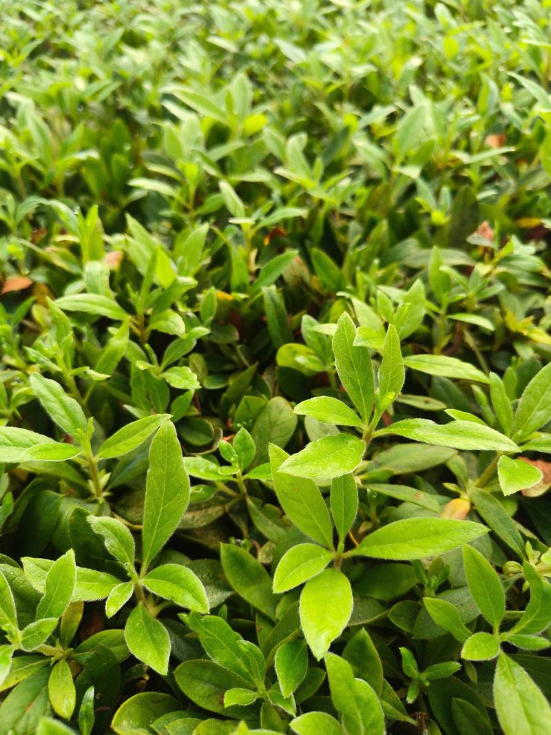 杜鹃花叶子可以喷水吗?90%花友都做错了,这些细节最关键 三、喷水的风险:不可忽视的“雷区”