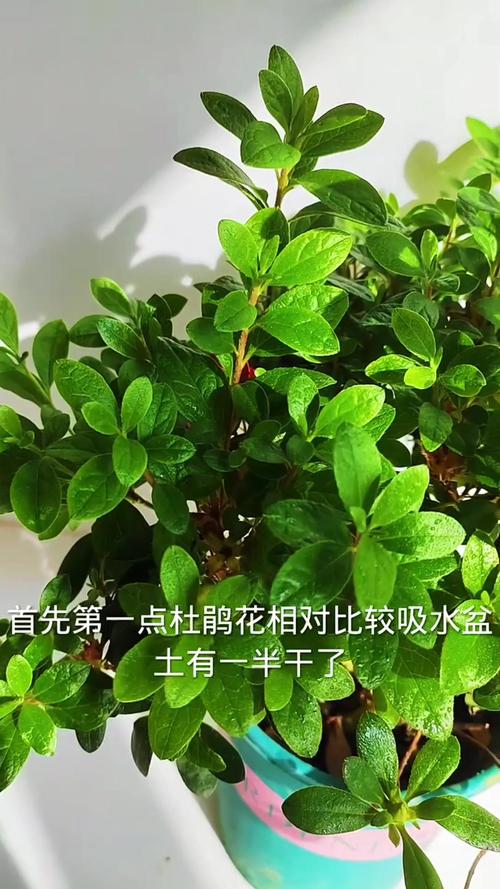 杜鹃花叶子可以喷水吗?90%花友都做错了,这些细节最关键 五、正确给杜鹃花叶面喷水的方法
