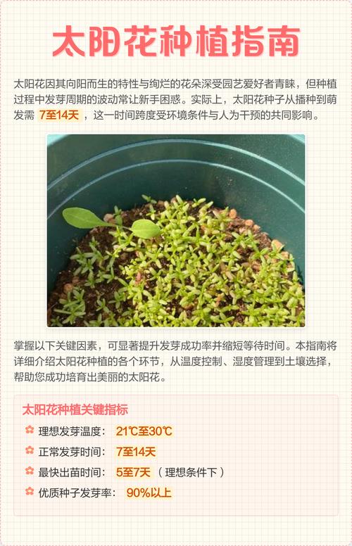 太阳花种子什么时候播种最好?一份种植时间与养护全攻略 品种基础档案:你种的是哪种太阳花?