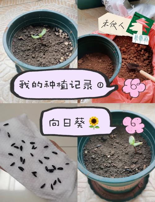 太阳花种子什么时候播种最好?一份种植时间与养护全攻略 修剪促花系统指导:剪一剪,花更多