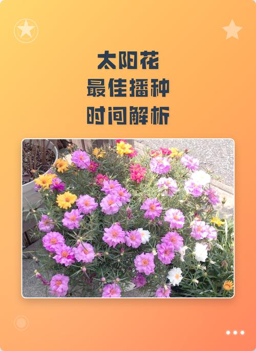 太阳花种子什么时候播种最好?一份种植时间与养护全攻略 光照与水肥精准方案:让花苞挤满枝头