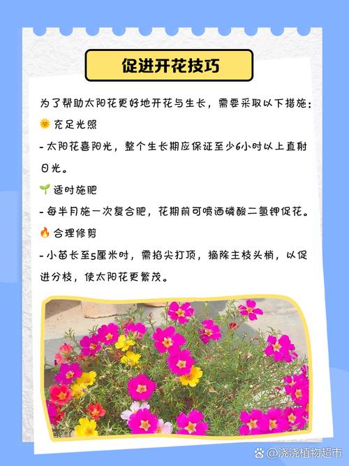 太阳花种子什么时候播种最好?一份种植时间与养护全攻略 常见误区与纠正