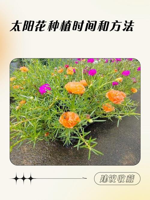 太阳花种子什么时候播种最好?一份种植时间与养护全攻略 盆栽/地栽选择决策:哪个更适合你?